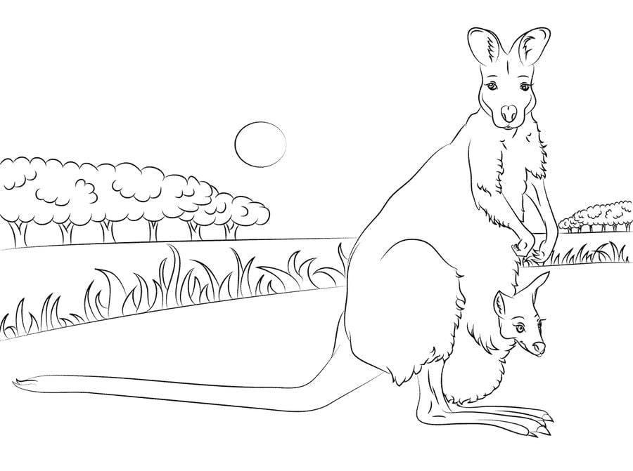 Coloring pages: Wallaby