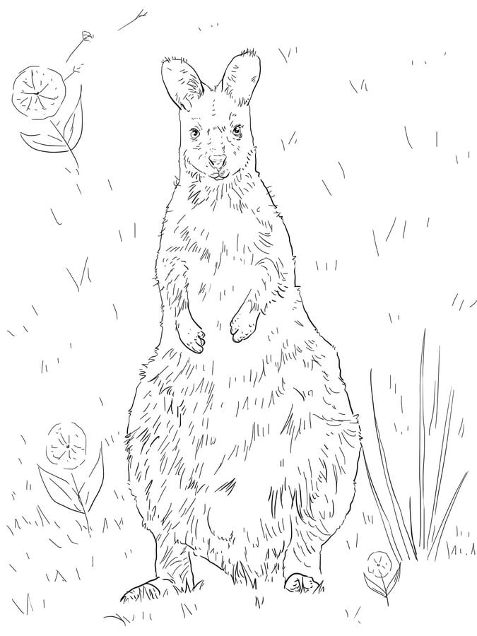 Coloring pages: Wallaby