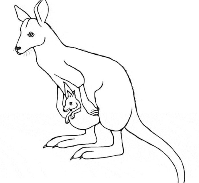 Ausmalbilder: Wallaby