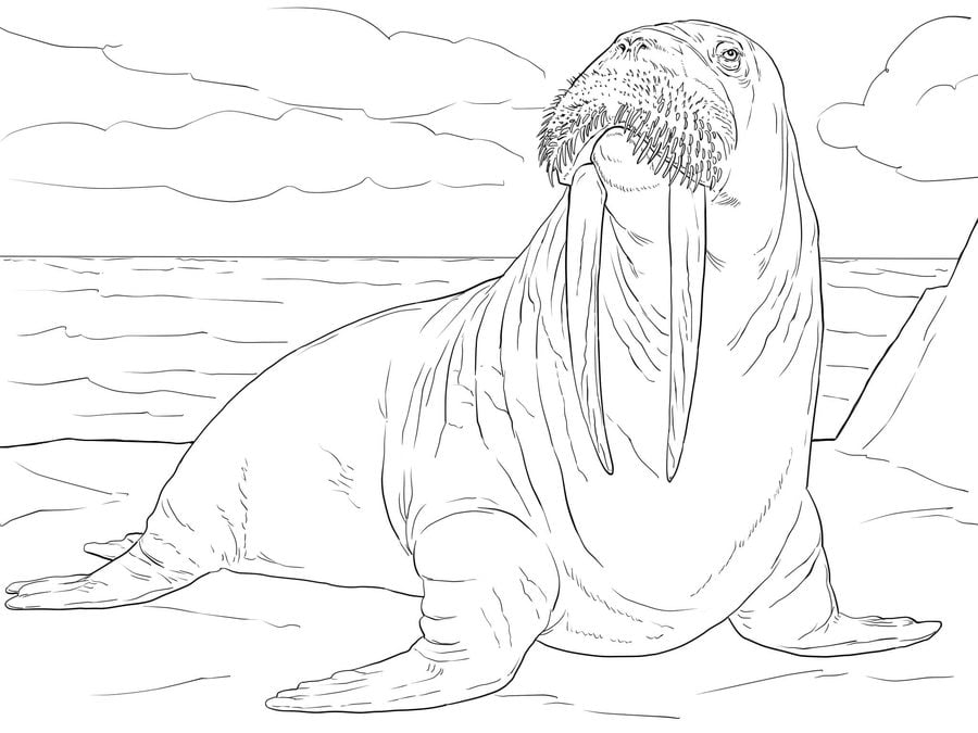 Coloring pages: Walrus