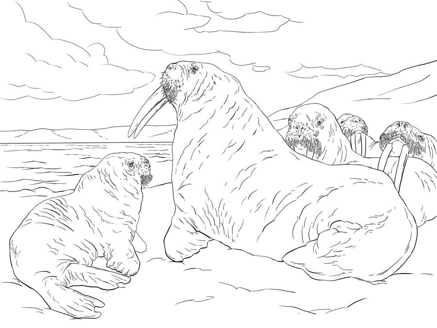 Coloring pages: Walrus