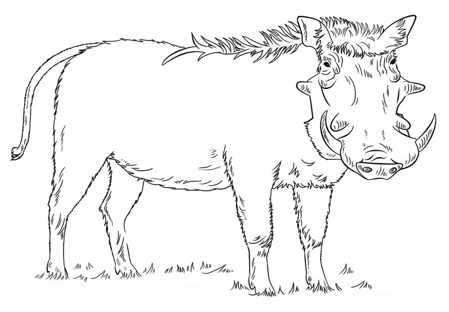 Coloring pages: Warthog 10