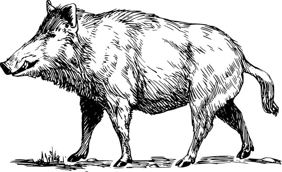 Ausmalbilder: Warzenschwein