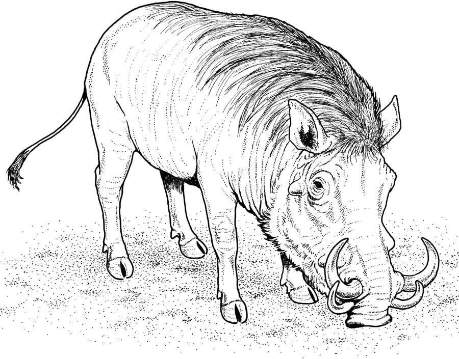Ausmalbilder: Warzenschwein
