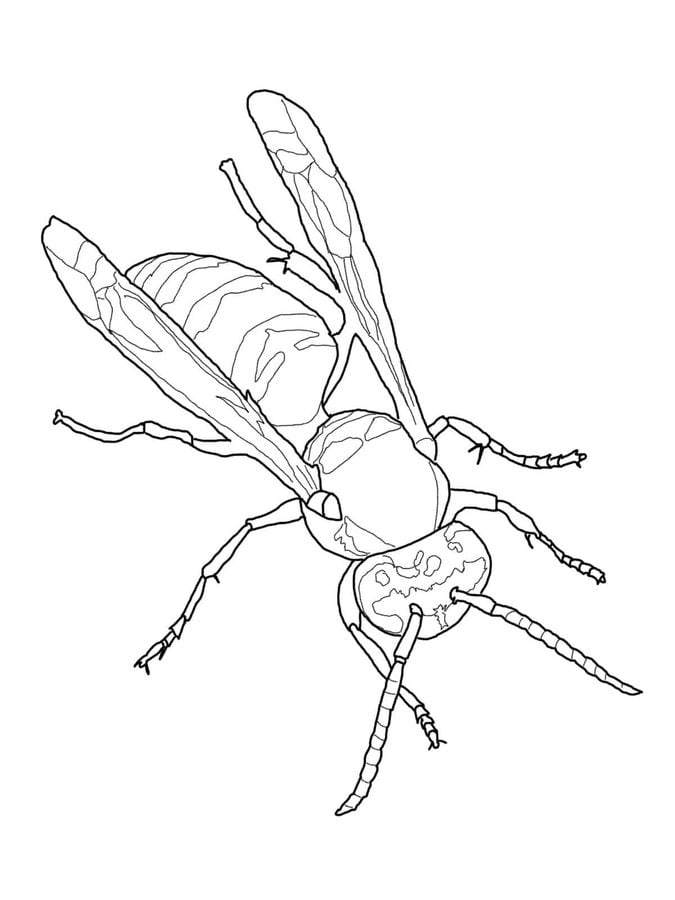 Coloring pages: Wasp