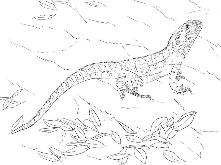 Coloring pages: Water dragon 1