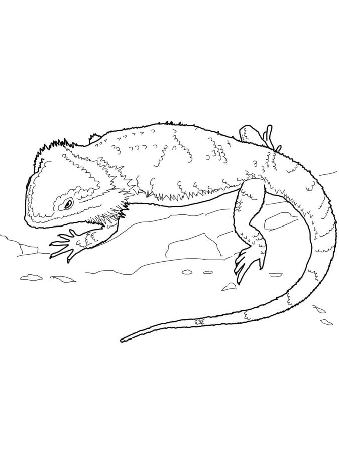 Coloring pages: Water dragon 2