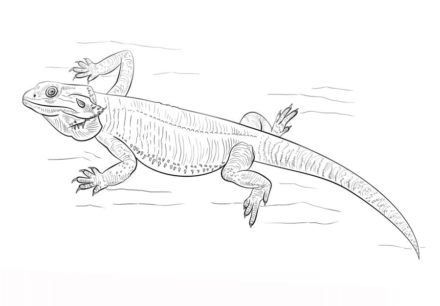 Coloring pages: Water dragon 3