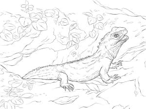 Coloring pages: Water dragon, printable for kids & adults, free