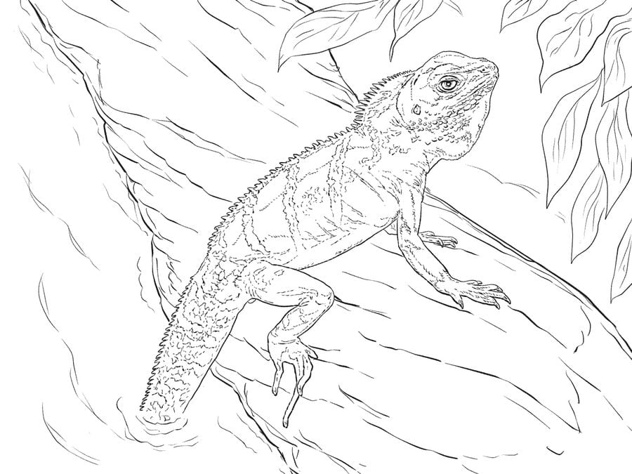 Coloring pages: Water dragon 6