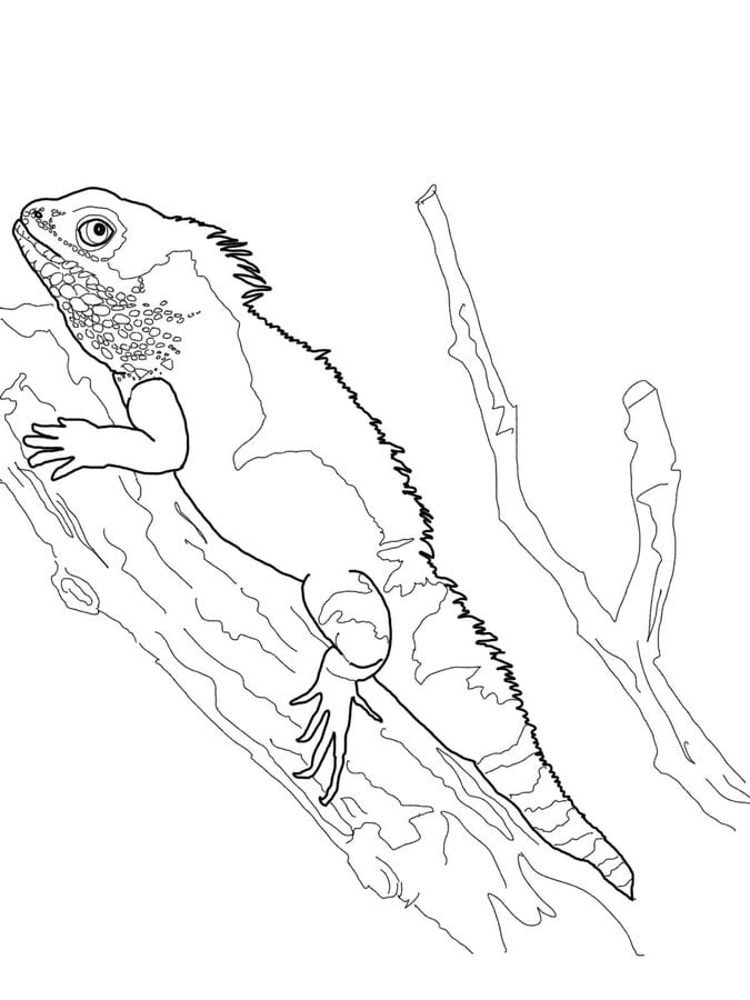Coloring pages: Water dragon 7