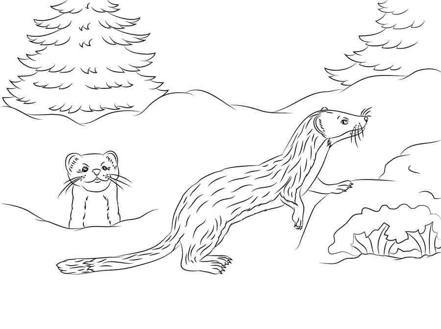 Coloring pages: Weasels 1