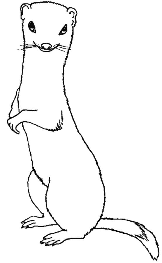 Coloring pages: Weasels 2