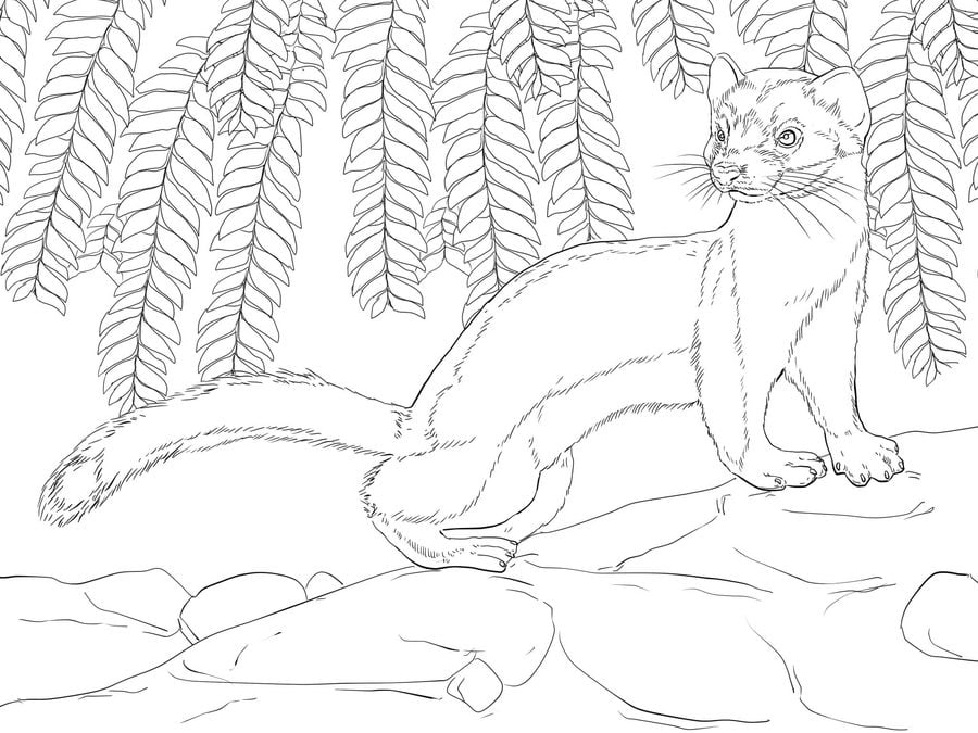 Coloring pages: Weasels 3