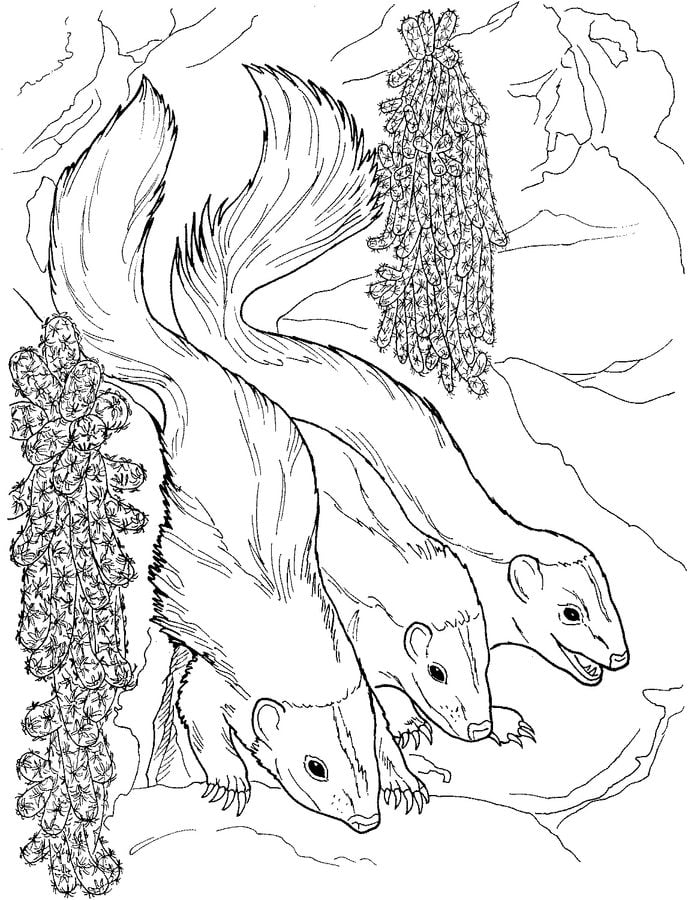 Coloring pages: Weasels 4