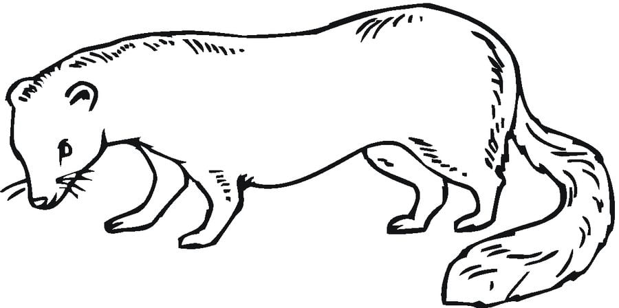 Coloring pages: Weasels 5