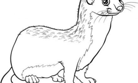 Coloring pages: Weasels