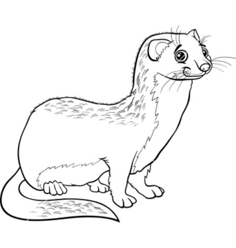 Ausmalbilder: Wiesel zum ausdrucken, kostenlos, für Kinder und Erwachsene