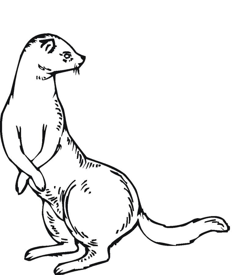Coloring pages: Weasels