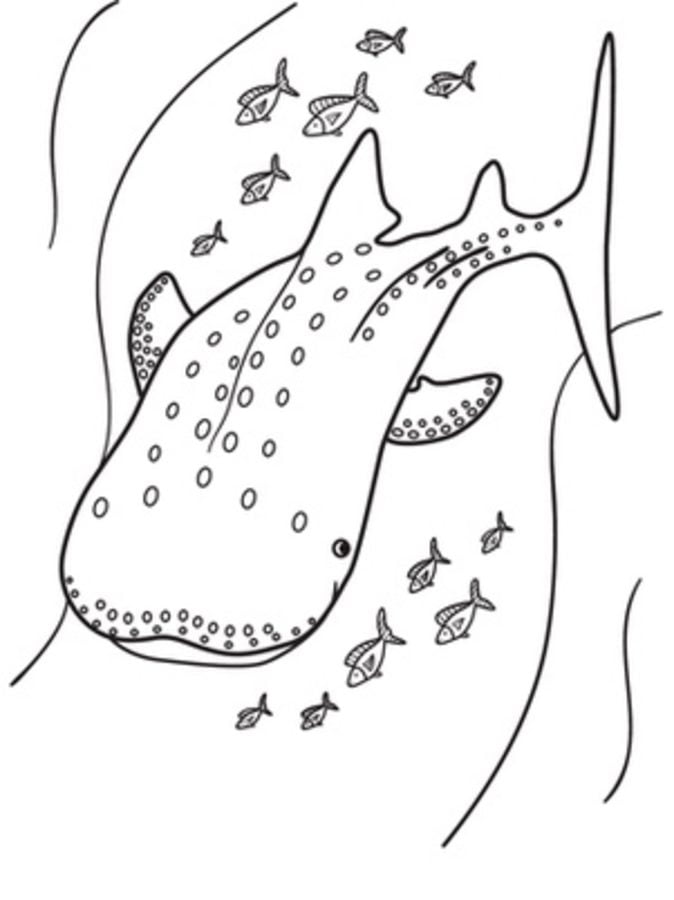 Disegni da colorare: Squali balena
