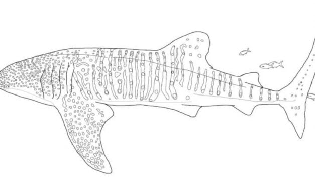 Dibujos para colorear: Tiburones ballena