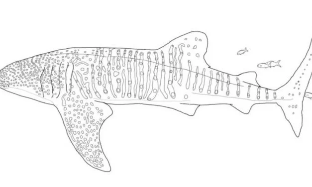 Coloring pages: Whale sharks