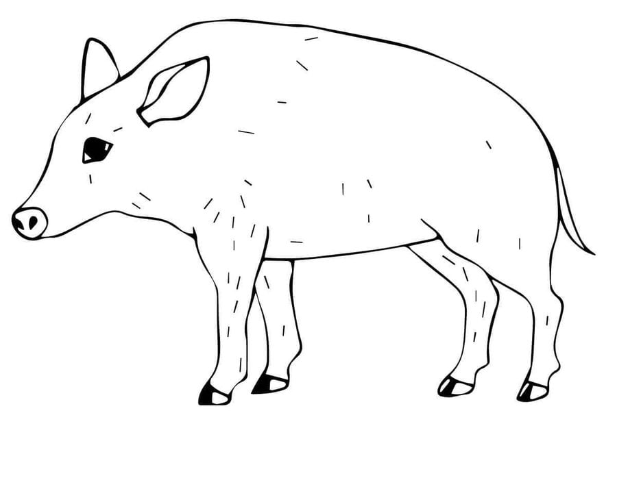 Coloring pages: Wild boars