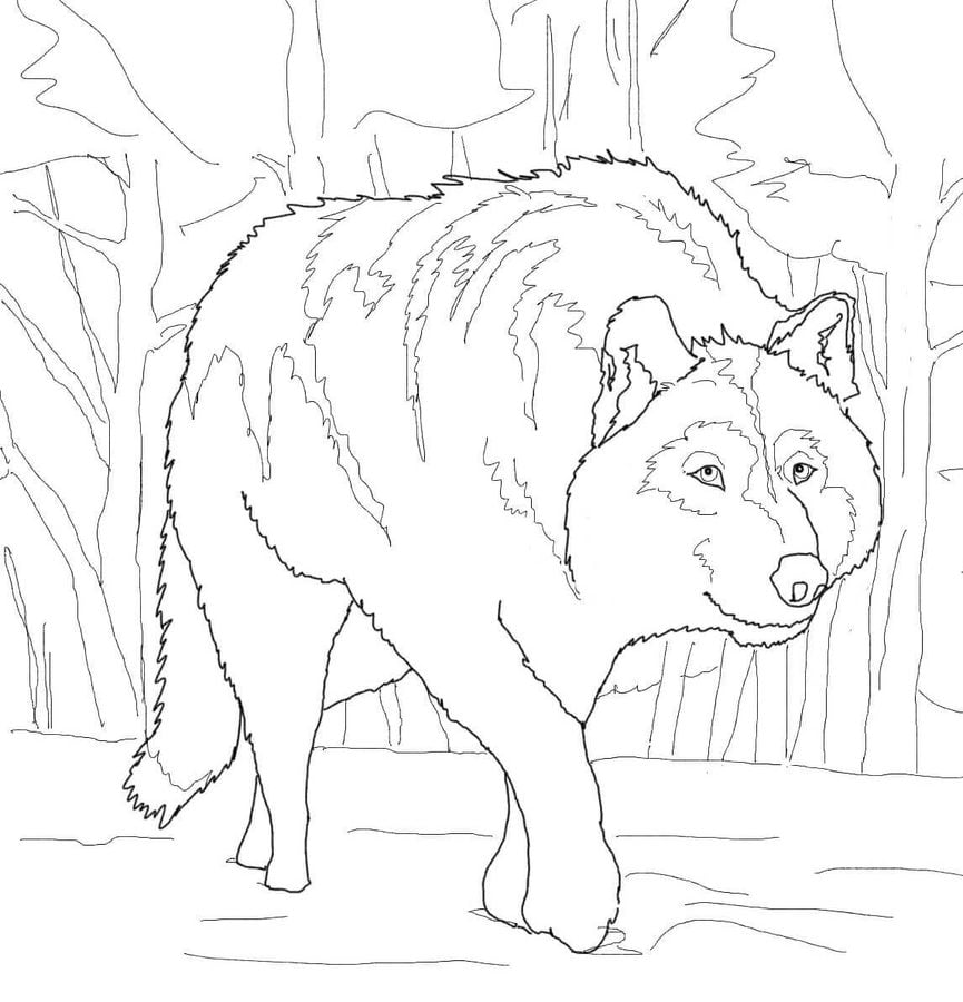 Coloriages: Loups