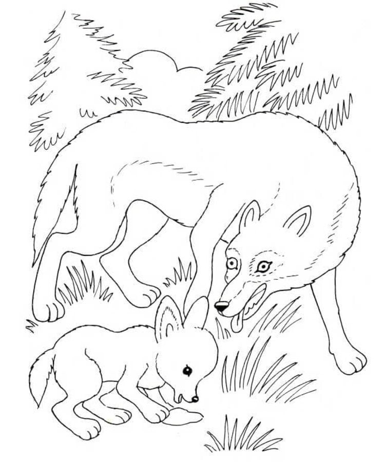 Dibujos para colorear: Lobo