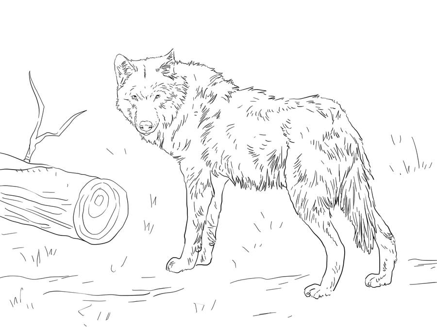 Coloring pages: Wolf