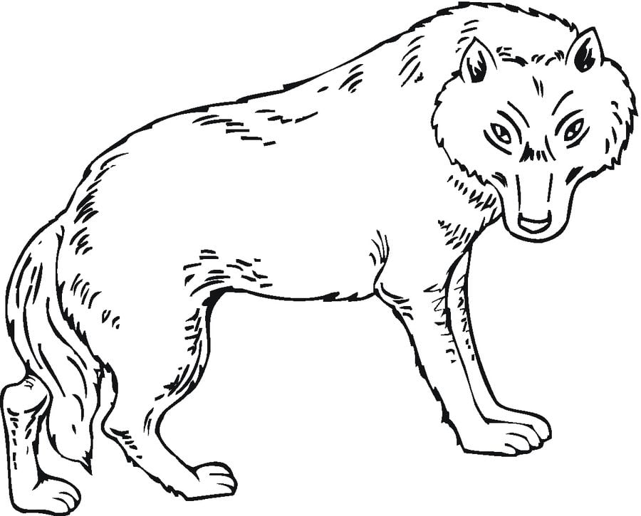 Coloring pages: Wolf