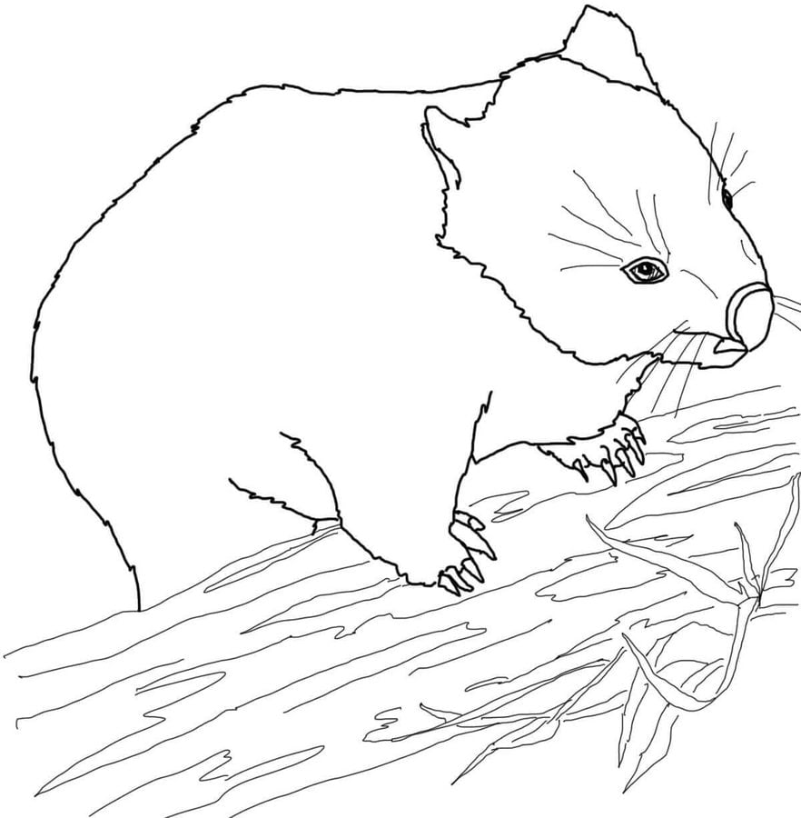 Ausmalbilder: Wombat
