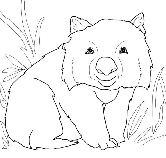 Coloring pages: Coloring pages: Wombat, printable for kids & adults, free