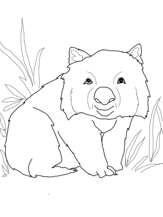 Coloring pages: Wombat