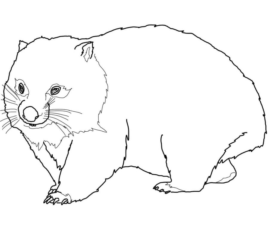 Ausmalbilder: Wombat