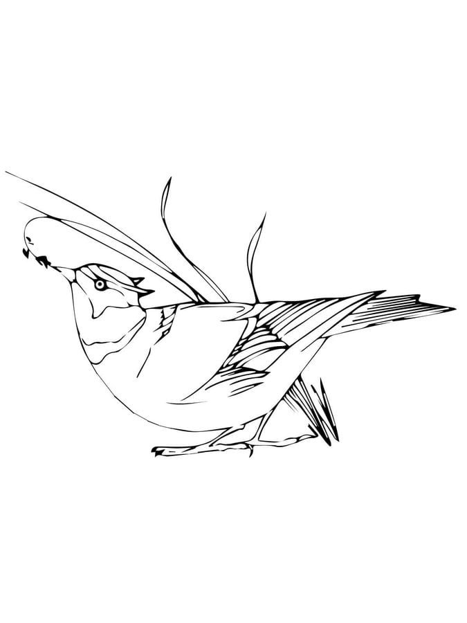 Coloring pages: Wren