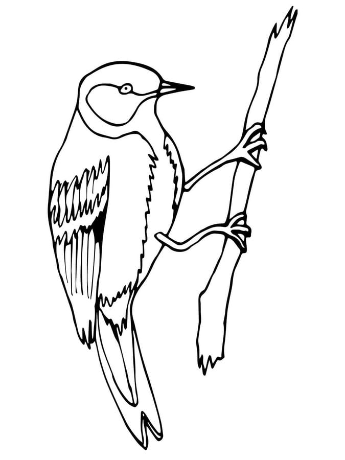 Coloring pages: Wren