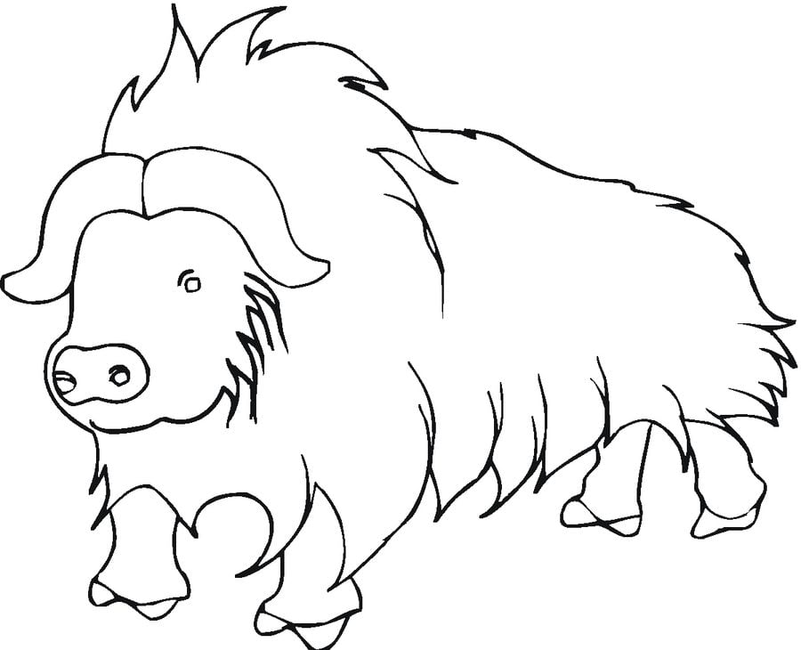 Coloring pages: Yak 1
