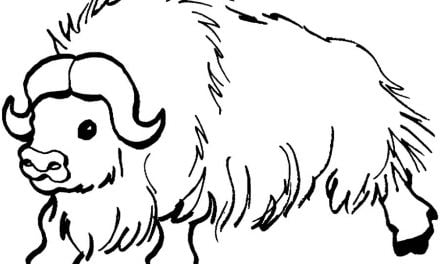 Coloring pages: Yak