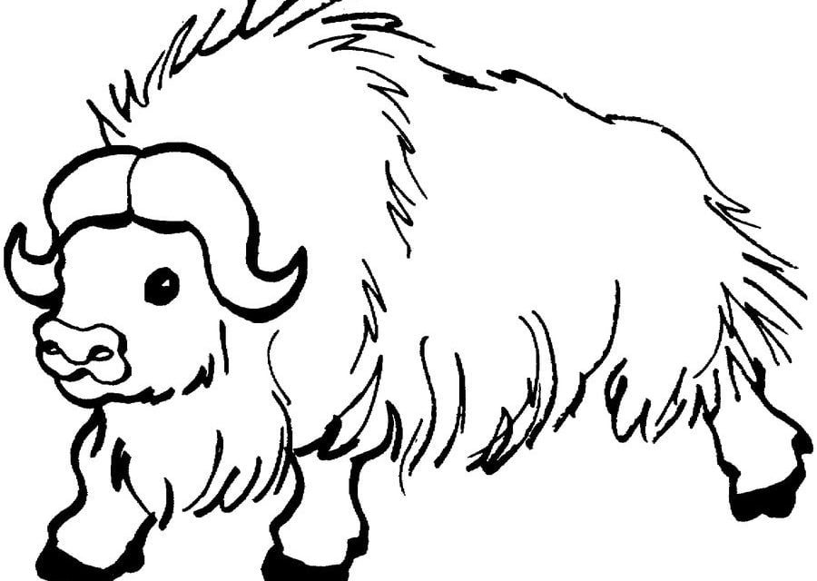 Coloriages: Yaks