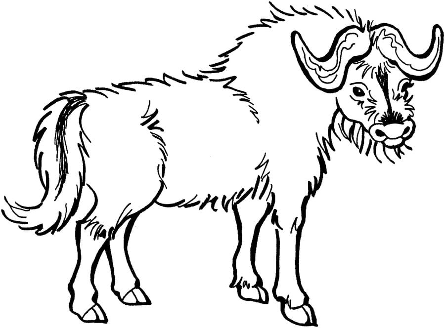 Coloring pages: Yak