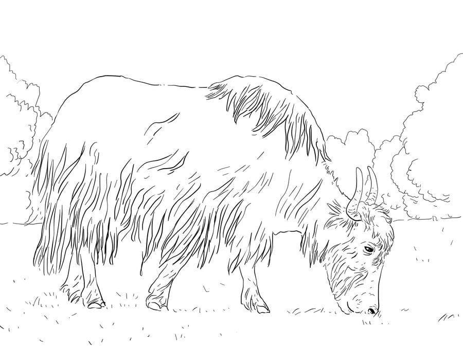 Coloring pages: Yak 4