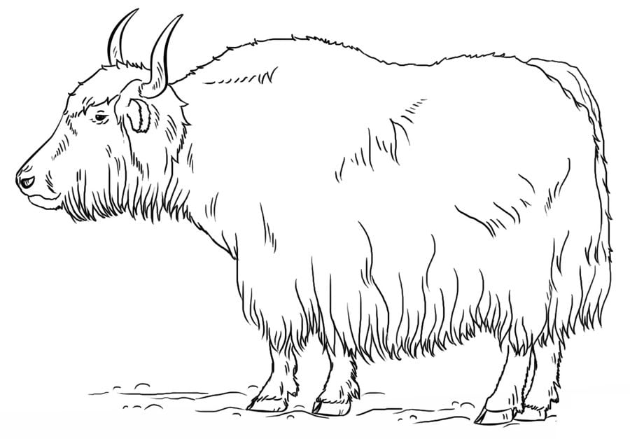 Coloring pages: Yak 6