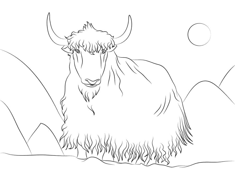 Coloring pages: Yak 7