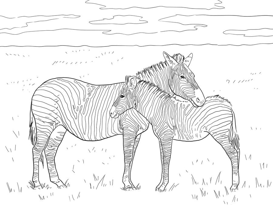 Ausmalbilder: Zebras