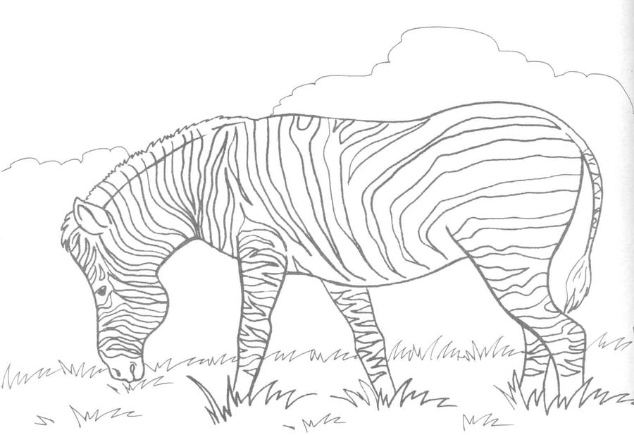 Coloring pages: Zebras