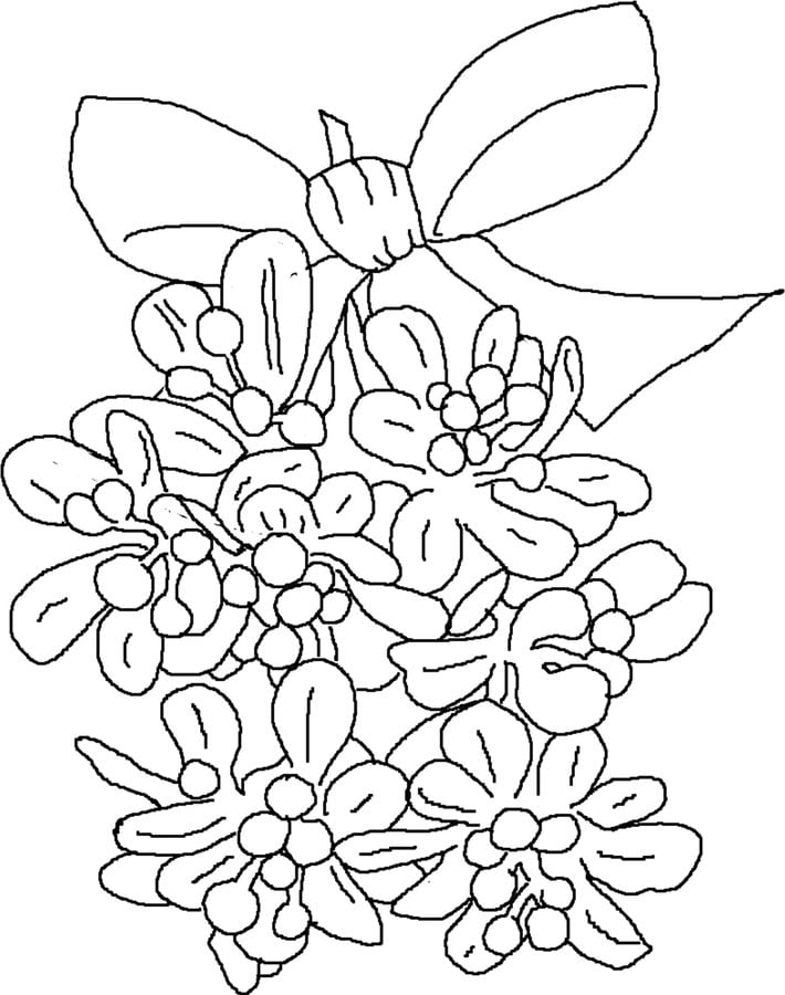 Coloring pages: Mistletoe