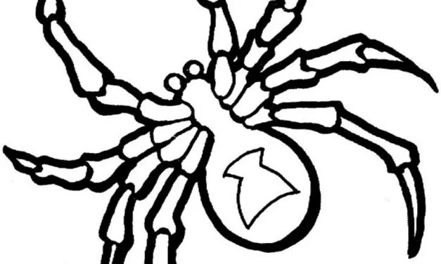 Coloring pages: Tarantulas