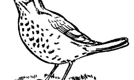 Coloring pages: Thrush