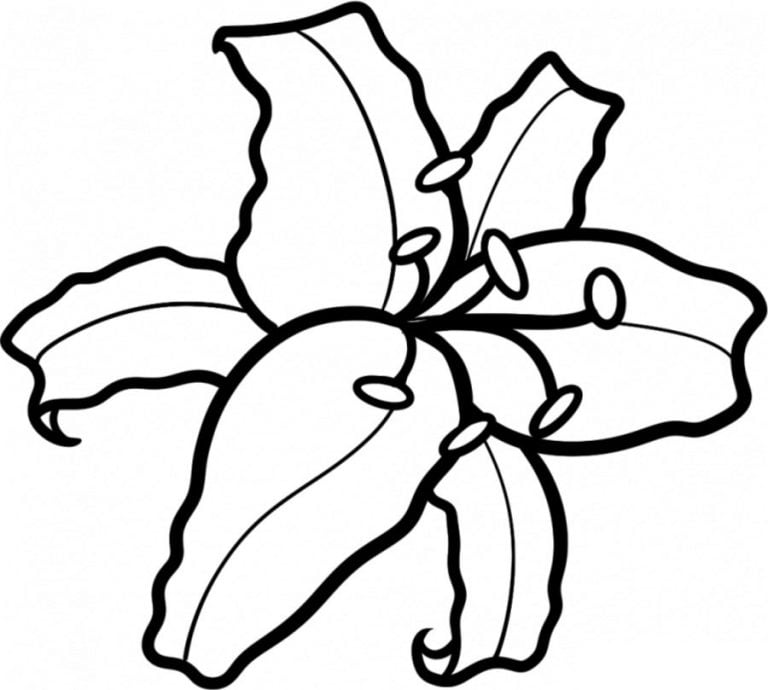 Kolorowanki Lilie Do Druku Dla Dzieci I Doros ych kolorowanki-lilie-do-druku-dla-dzieci-i-doros-ych